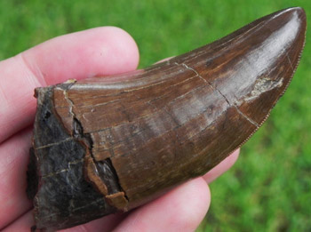 buy real t rex tooth