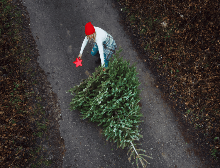 Weihnachtsbäume recyceln image